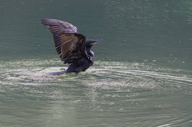 Kanatlarını kuruyan yalnız bir karabatak