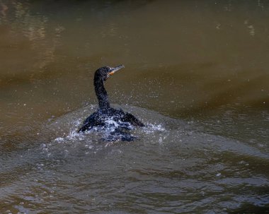 Kanatlarıyla su sıçratan bir karabatak