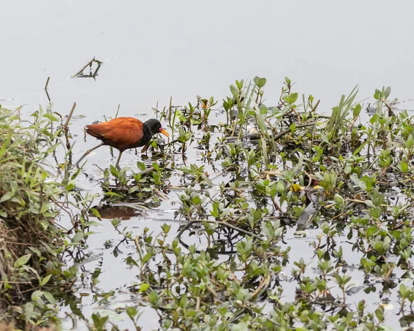 A bird with big feet walking over water plants