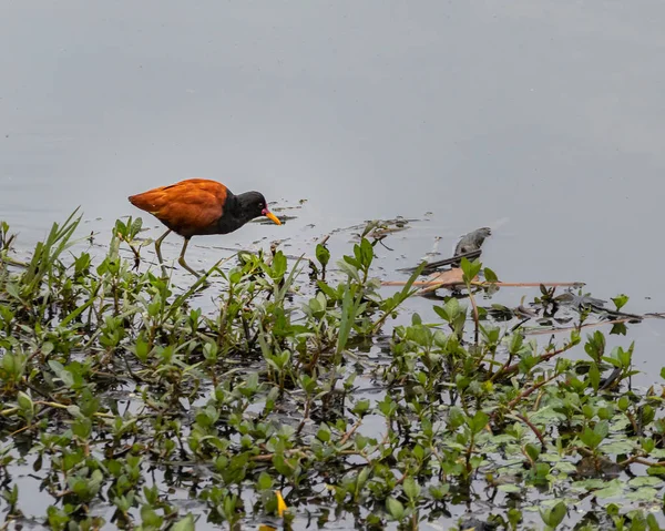 Ein Vogel mit großen Füßen, der über Wasserpflanzen läuft — Stockfoto