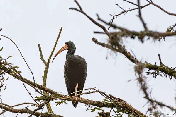 Ein auf einem blattlosen Baum ruhender Ibis — Stockfoto