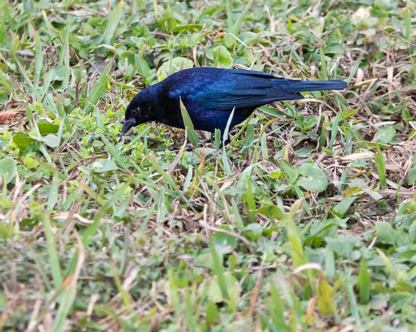 A blue bird eating seeds on a lawn