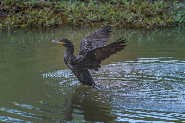 Un cormorán solitario secando sus alas — Foto de Stock