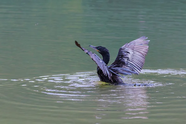 Ein einsamer Kormoran, der seine Flügel trocknet — Stockfoto