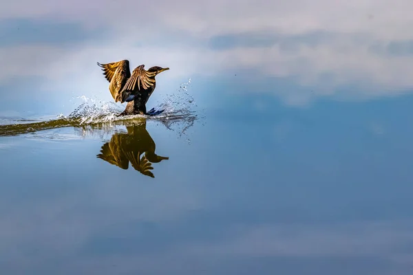 Un cormorán aterrizando sobre las nubes — Foto de Stock