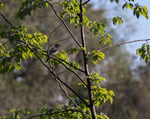 Dalda oturan meraklı bir kuş — Stok fotoğraf