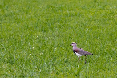 Yeşil çimenler, kırmızı gözler 1