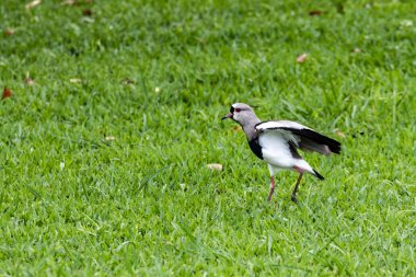 yeşil çimen, kırmızı gözlü 3