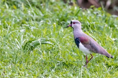 yeşil çimen, kırmızı gözlü 5