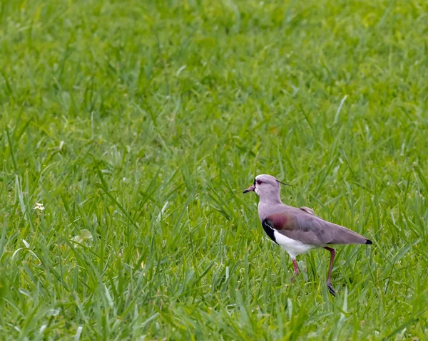 Grünes Gras, rote Augen 2 — Stockfoto