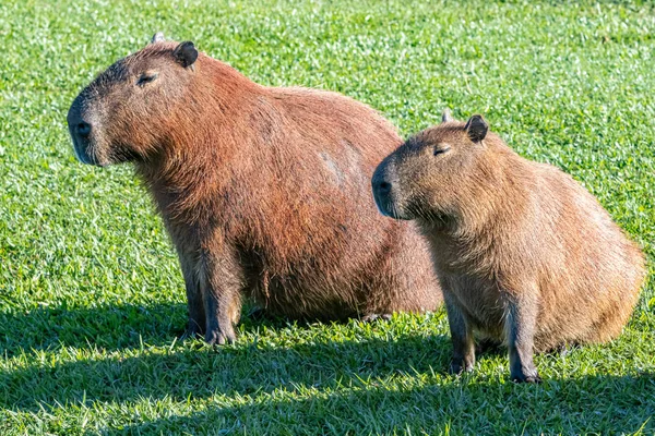 Capybaras pihenő a gyepen — Stock Fotó