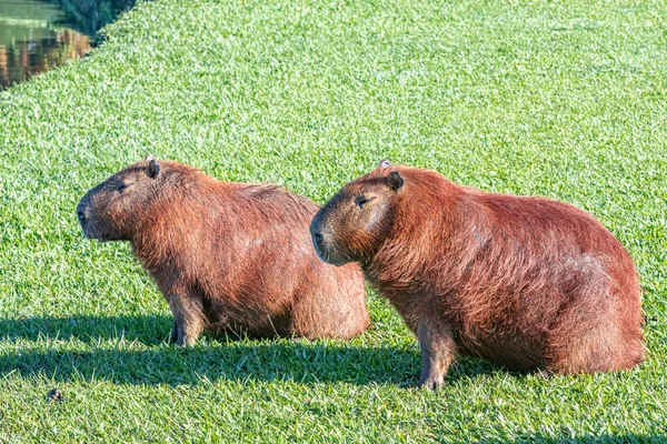 Capybaras pihenő a gyepen — Stock Fotó