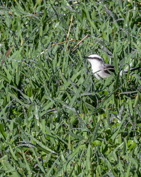 Dewed çim 1 beyaz kuş — Stok fotoğraf
