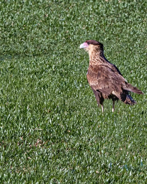 The meaningful look of birds of prey — Stock Photo, Image