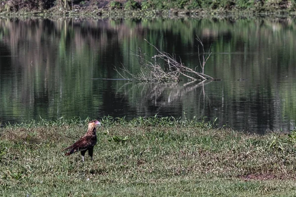 Ein Junger Falke Der Fluss Entlang Läuft — Stockfoto