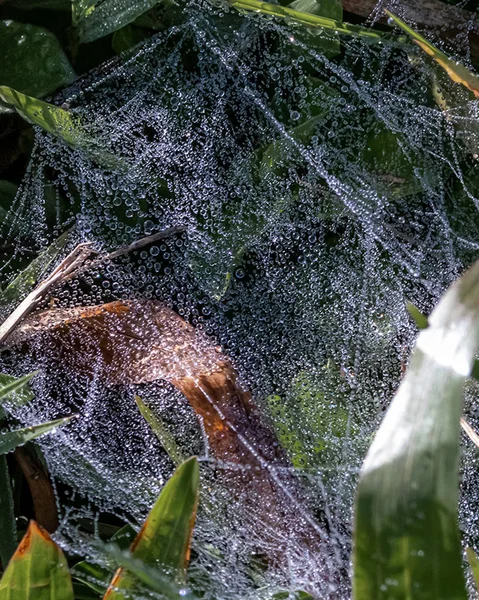 Spinnennetz viel Tau — Stockfoto
