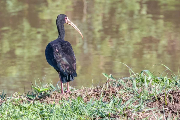 Vogel Mit Schillernden Federn Wacht Wasser — Stockfoto