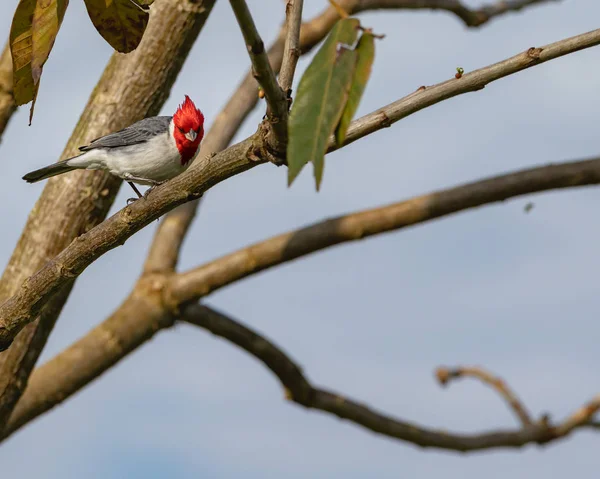 枝の上をだます赤い頭の鳥 — ストック写真