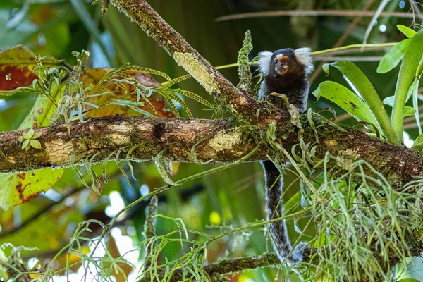 Um macaquinho sentado numa árvore da floresta tropical — Fotografia de Stock