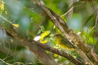 Ormanda gizlenmiş sarı ve zeytinli bir kuş