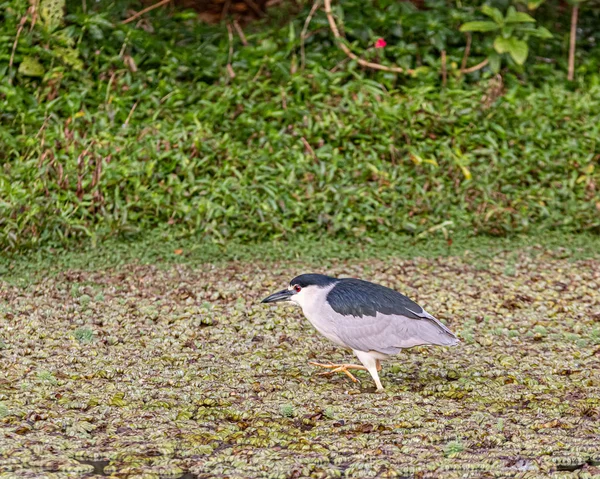 Птица с красными глазами и большими ногами ходит по водным растениям — стоковое фото