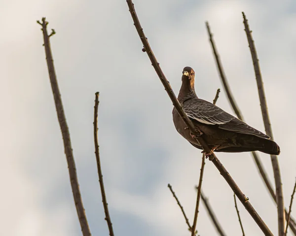 Un piccione selvatico seduto su un albero senza foglie — Foto Stock