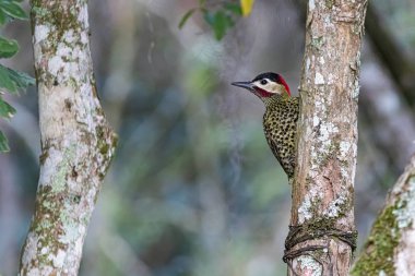 Ağaçkakan ağaca tırmanıyor.