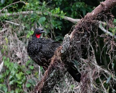Büyük kırmızı gözlü bir kuş kendi bölgesini gözlüyor.