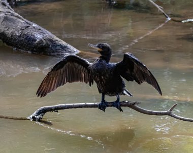 Mavi gözlü bir karabatak sabah güneşinde tüylerini kurutuyor.