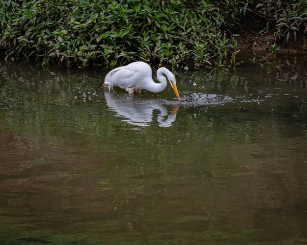 Great Egret Fishing Splashing Water All — стоковое фото