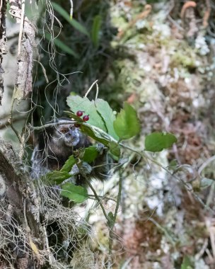 Küçük bir marmoset kameraya 
