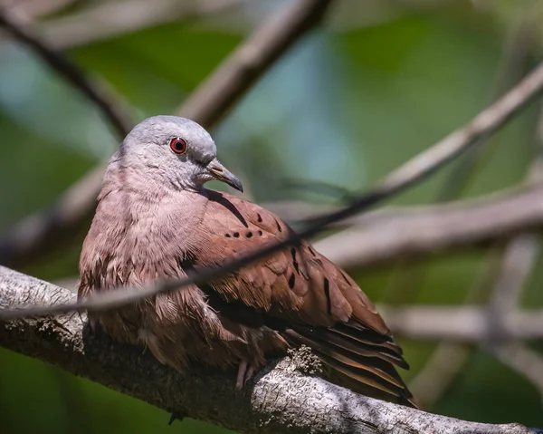 枝の上に赤い目の小さな鳩が休んでいる — ストック写真