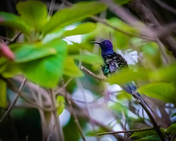 Beija Flor Colorido Cabeça Roxa Empoleirado Meio — Fotografia de Stock