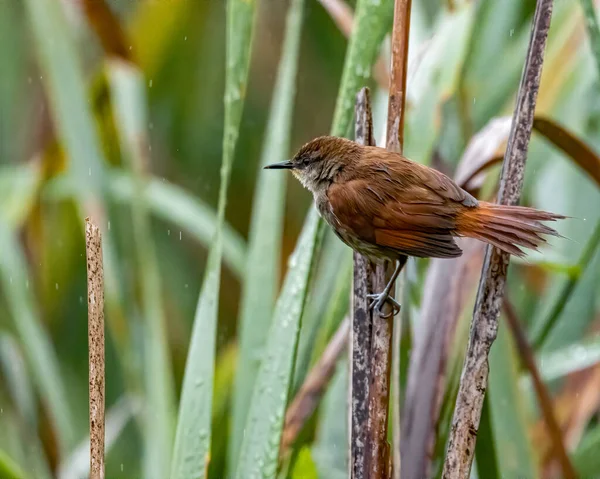 Little Bird Perched Cattail Swamp — Stock Photo, Image