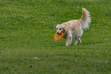 Bir golden retriever frizbiyle oynuyor.
