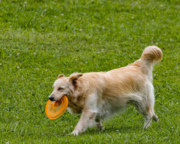 Een Golden Retriever Spelend Met Een Frisbee — Stockfoto