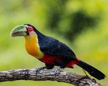 Yağmur yağarken bir ağaç dalına tünemiş ıslak bir tukan.