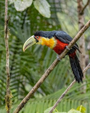 Yağmur yağarken bir ağaç dalına tünemiş ıslak bir tukan.