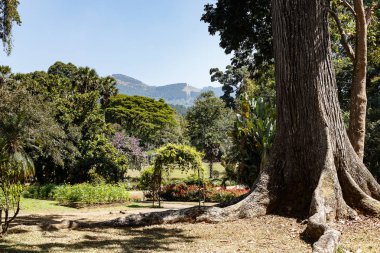 Kraliyet Botanik Bahçeleri, Sri Lanka Peradeniya
