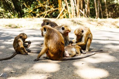 Kraliyet Botanik Bahçeleri maymun sürüsü, Sri Lanka Peradeniya