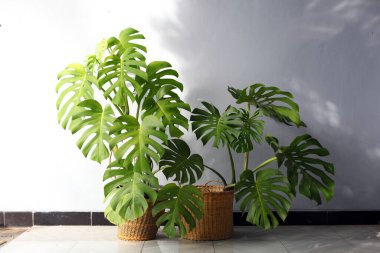 Monstera deliciosa, Meksika 'nın güneyinde, Panama' nın güneyinde tropikal ormanlarda yetişen bir bitki türüdür. Evin verandasında süslü bitkiler var.