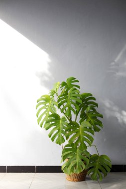 Monstera deliciosa, Meksika 'nın güneyinde, Panama' nın güneyinde tropikal ormanlarda yetişen bir bitki türüdür. Evin verandasında süslü bitkiler var.