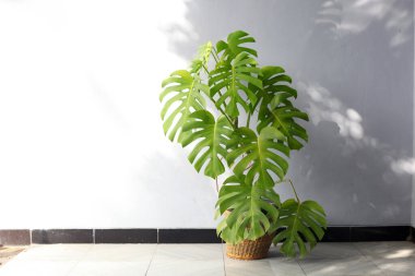 Monstera deliciosa, Meksika 'nın güneyinde, Panama' nın güneyinde tropikal ormanlarda yetişen bir bitki türüdür. Evin verandasında süslü bitkiler var.
