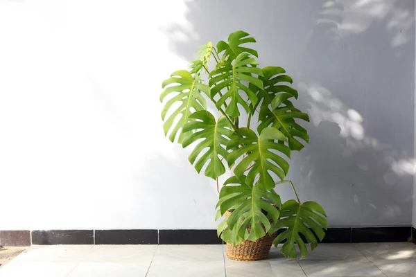 Monstera deliciosa, Meksika 'nın güneyinde, Panama' nın güneyinde tropikal ormanlarda yetişen bir bitki türüdür. Evin verandasında süslü bitkiler var.