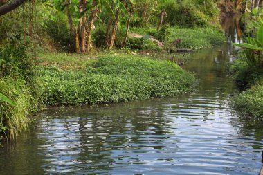 Güzel doğal manzara. Yeşil bitkiler ve sakin nehir