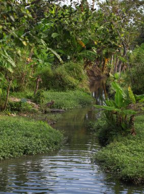 Güzel doğal manzara. Yeşil bitkiler ve sakin nehir