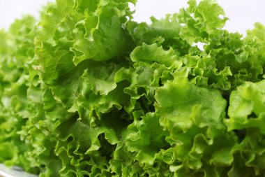 Beyaz arka planda izole edilmiş taze marul yaprakları.