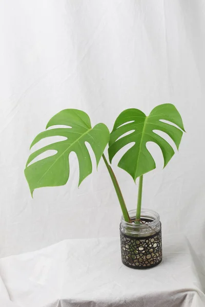 Monstera deliciosa, the Swiss cheese plant, is a species of flowering plant native to tropical forests of southern Mexico, south to Panama. Isolated on white.