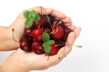 Elleri, beyaz kesimlerde izole edilmiş kırmızı kirazları tutuyor. Metin için kopyalama alanı olan böğürtlen. Beyaz üzerine izole edilmiş çeşitli taze yaz meyveleri..