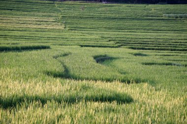 Dağlardaki pirinç tarlalarının güzel manzarası